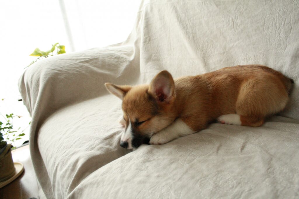 愛犬との暮らしを楽しむためのコツ