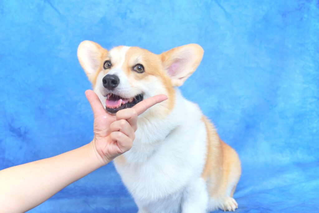 コーギーの基本的な特性と飼育の難易度