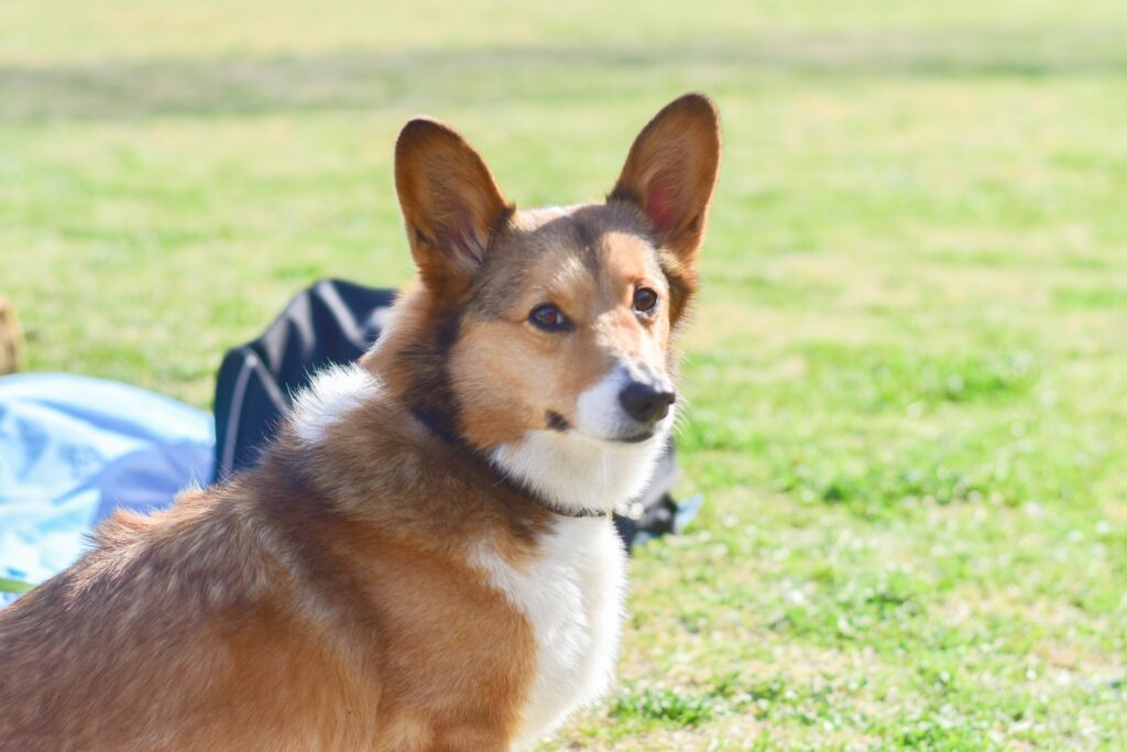 愛犬としてのコーギーの魅力