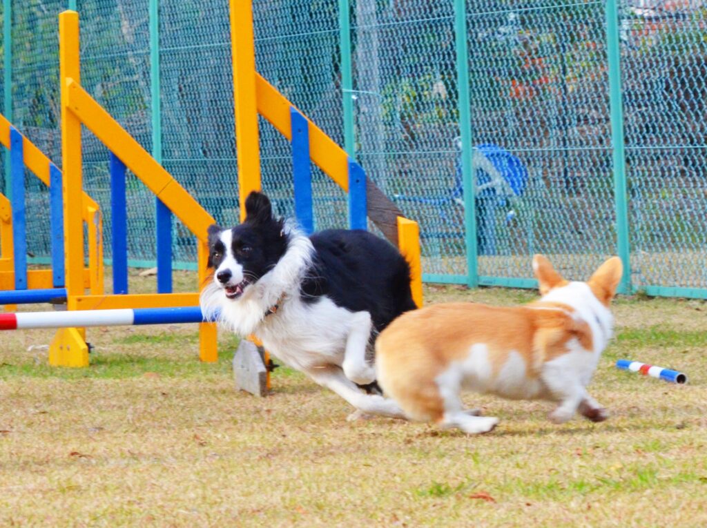 コーギーと猫の共存のメリット