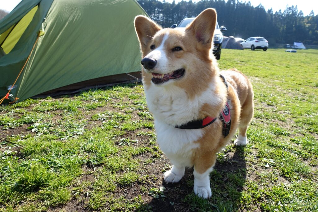 5: コーギーの飼育にかかる費用