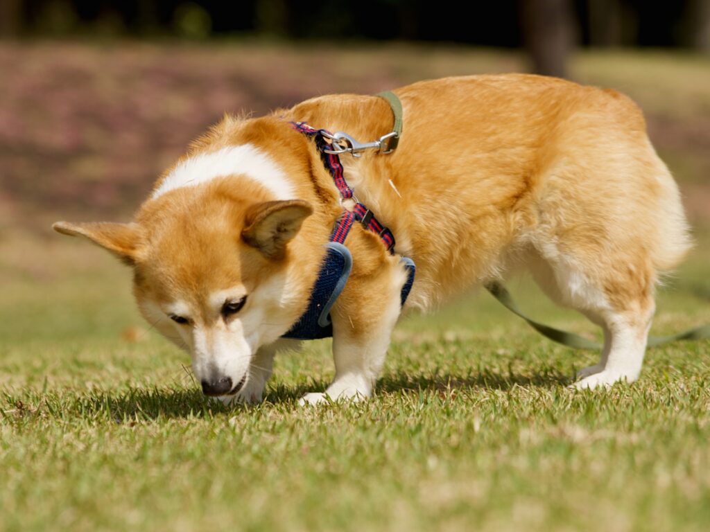 初心者におすすめの飼育アイテム