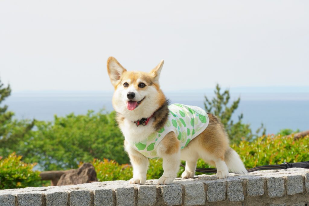 甘えん坊なコーギーとの生活で気を付けるべき点